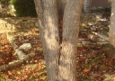 tree-cabling-04