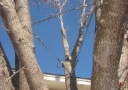 tree-cabling-08