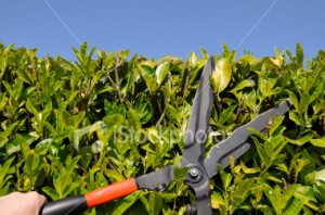 ist2_6083132-trimming-the-hedge pruning, hedge trimming, shrub trimming