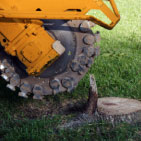 stump-removal stump removal, stump grinding, remove a stump